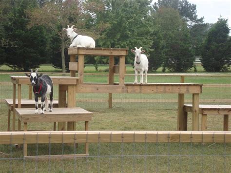 38 best images about Goat Playground & Toy Ideas on Pinterest