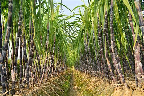 Royalty Free Sugar Cane Plantation Pictures, Images and Stock Photos ...