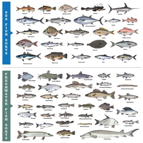 41 Types of Fish (Most Popular Saltwater and Freshwater Fish) – Nayturr