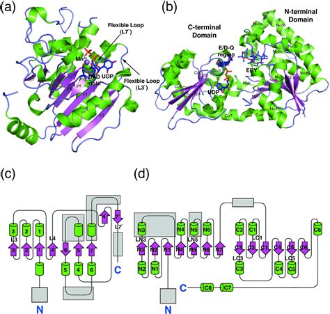 Figure 1 from Glycosyltransferase structural biology and its role in ...