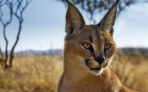 🔥 Download Animals Namibia Caracal Bing Blurred Background Wallpaper by ...