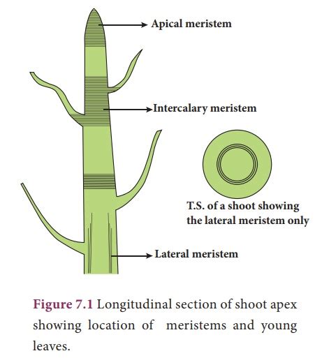 What are Meristematic tissue? | Study Equation