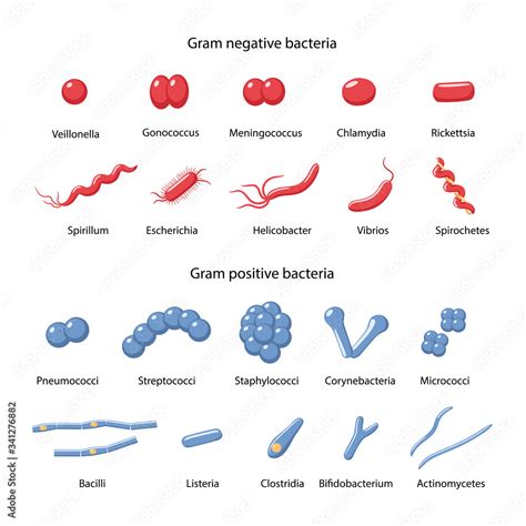 Big set of gram-negative and gram-positive bacteria: cocci, vibrio ...