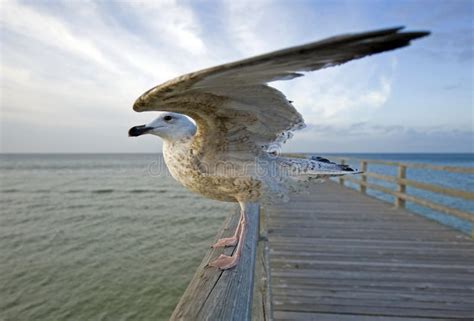 Seagull closeup stock photo. Image of sand, serene, exited - 21496482