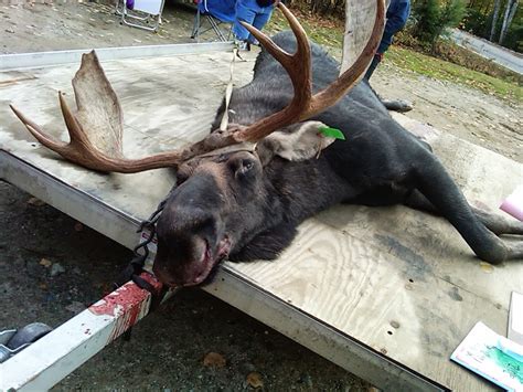 What a dead moose can tell you