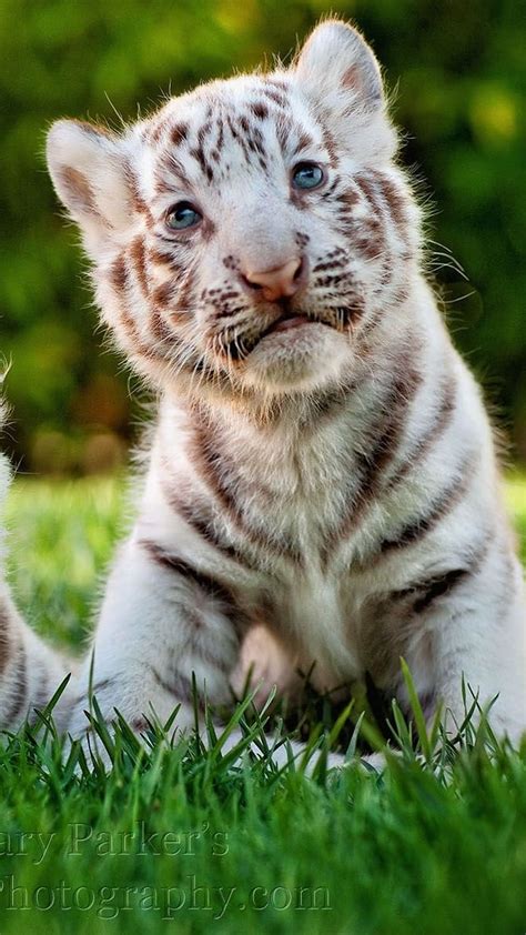 Cute Bengal Tiger Cubs