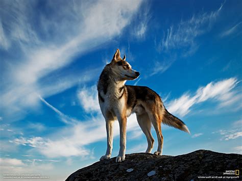 wolf, National Geographic, Animals Wallpapers HD / Desktop and Mobile ...