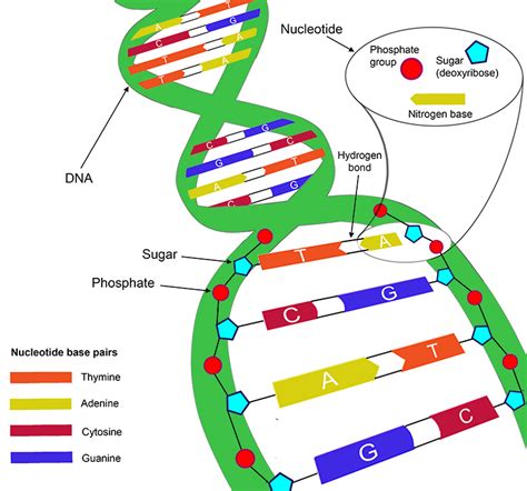 DNA Double Helix Labeled Diagram