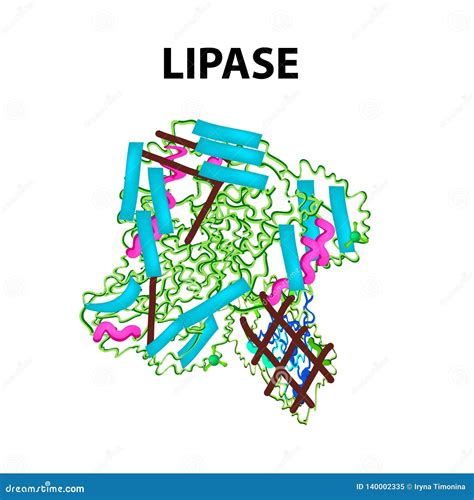 Molecular Structural Chemical Formula Lipase. Enzyme Digestive Tract ...