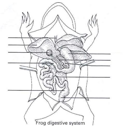 Frog Internal Organs Anatomy Diagram | Quizlet