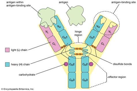 Antigen receptor | biology | Britannica