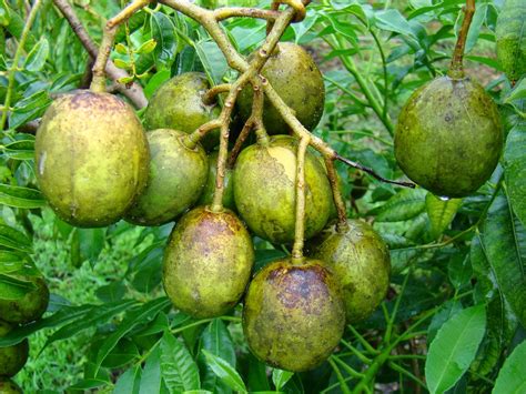 10 Health Benefits of Spondias dulcis ( kedondong, juplon, golden apple ...