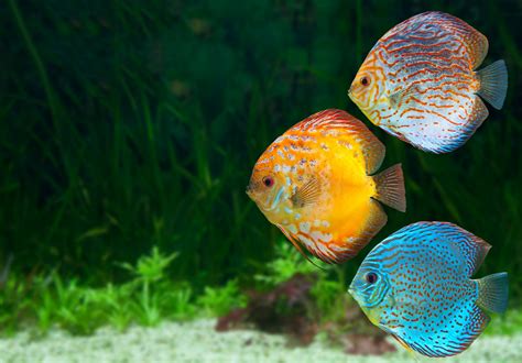 Discus Fish - Waterworld Aquatics