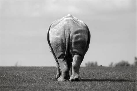 Ludovic Nicaise, Animals, Monochrome, Nature, Rear view Wallpapers HD ...