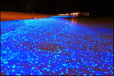 Sea of Stars, Vaadhoo Island, Maldives - Things to do before you D.I.E