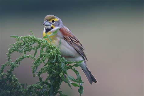 Dickcissel | Great Bird Pics