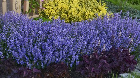 Catmint, Cat's Meow - Campbell's Nursery