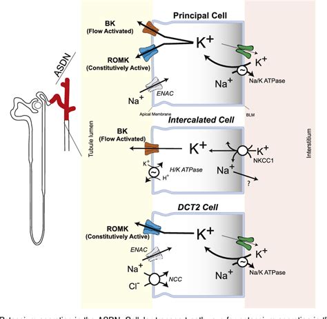 Figure 1 from Regulation of renal potassium secretion: molecular ...