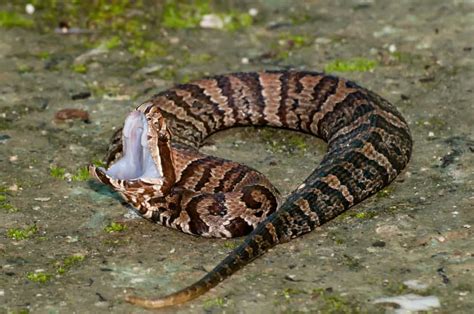 Discover Different Types Of Cottonmouth Snakes - A-Z Animals