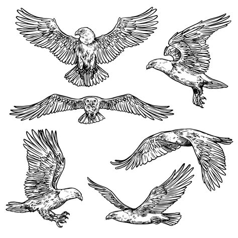 Hawk or eagle sketch, flying falcon 16127736 Vector Art at Vecteezy