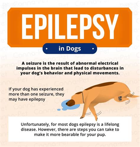 How Do Dogs Know Seizures