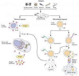 Adaptive immune defenses