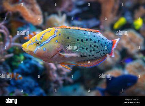 Queen Coris Fish (Coris formosa Stock Photo - Alamy