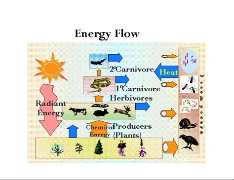 Energy Flow - Ecology Project