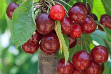 How to Grow and Care for Fruiting Cherry Trees | Gardener's Path