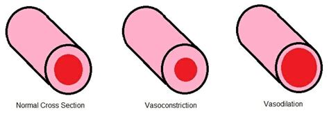 Vasodilation - Definition and Function | Biology Dictionary