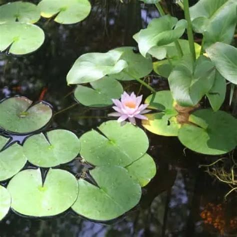 12 Best Plants That Clean & Filter Pond Water - Pond Informer