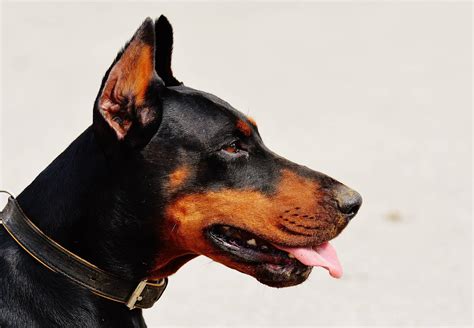 How To Keep A Doberman Happy