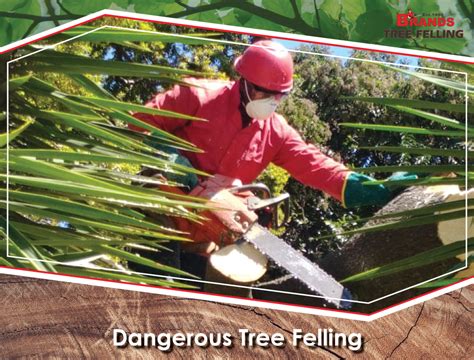 Dangerous Tree Removal Experts in 2020 | Tree felling, Tree removal, Tree