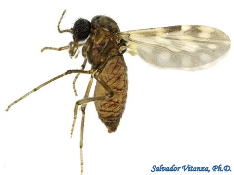 Diptera-Ceratopogonidae-Culicoides-Biting Midges (B) - Urban Programs ...