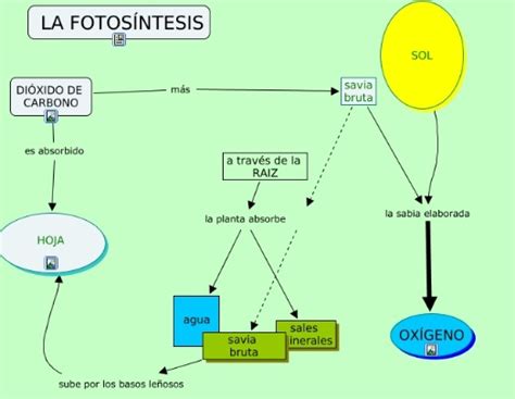 Mapa conceptual de la fotosíntesis ¡Guía paso a paso!