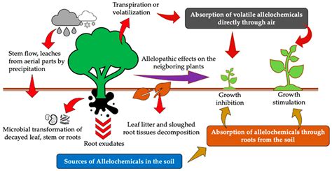 Agronomy | Free Full-Text | Allelopathic Potential of Tropical Plants—A ...