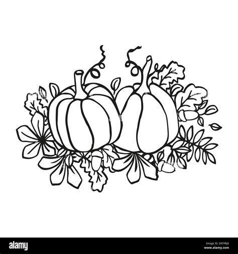 Pumpkins thanksgiving illustration white and black vector background ...