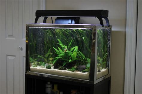 All You Need To Know About 20 Gallon Fish Tanks - Aquatics World