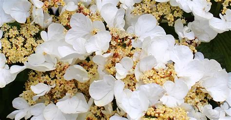 Climbing Hydrangea Care Guide: How To Grow Climbing Hydrangeas