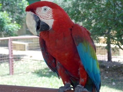 Red Macaw(ara Macao) Trinidad and Tobago by Glendon Nawrang | WEXAS ...