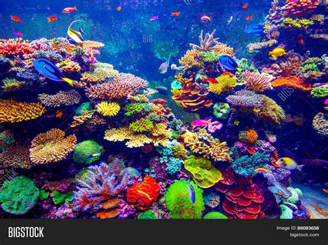 Coral Reef Tropical Image & Photo (Free Trial) | Bigstock