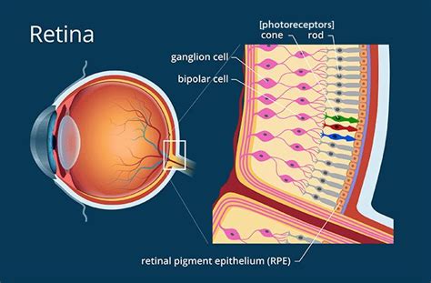 Photoreceptors - All About Vision