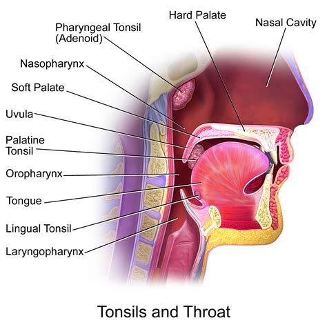 Tonsil