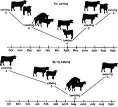 My Cow calf operation is a year around operation. Bulls are usually ...