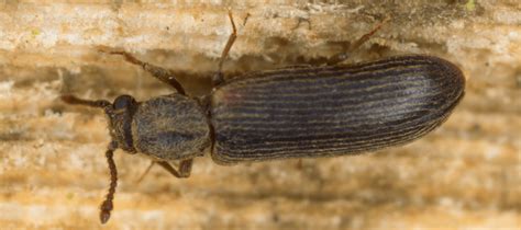 Wood Boring Beetles: The Risks They Pose To Your Property | ABC Blog