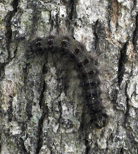 Gypsy moth damage minimal this year, New Jersey agriculture department ...