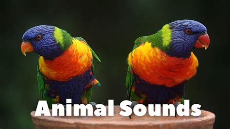 These Funny Animal Sounds will Make Your Child's Day - YouTube