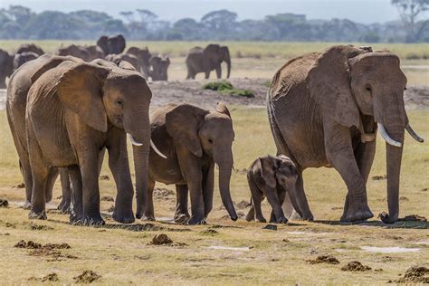 Elephants Family | Herd of bush elephants, in Amboseli natio… | Flickr