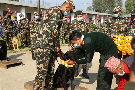 Tihar begins with Kaag and Kukur puja today (With photos) – Nepal Press