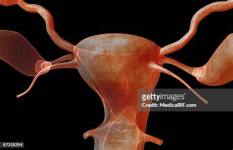 77 Fundus Of Uterus Stock Photos, High-Res Pictures, and Images - Getty ...